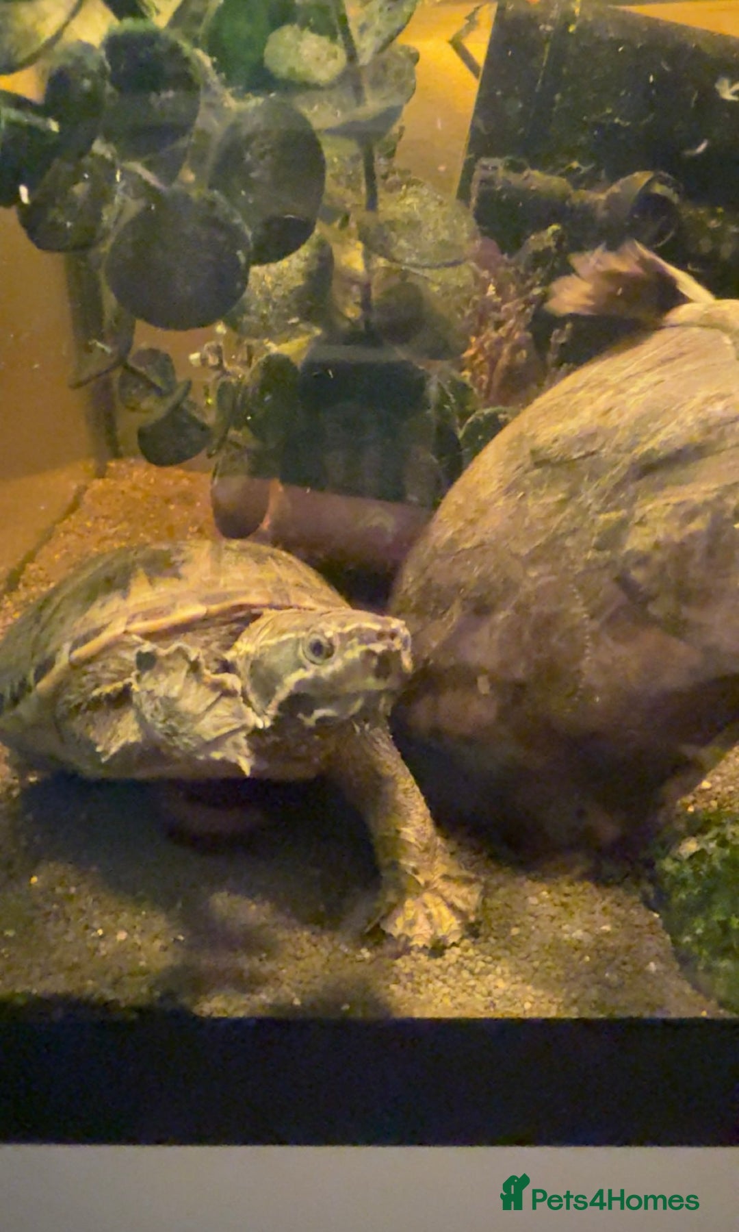 Turtle reptiles for sale: Female musk turtles  - Image 3