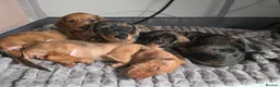 Dachshund dogs for sale: 5 Dachshund puppies  in Horley - Advert 4