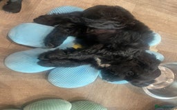 Cockapoo dogs for sale: READY NOW..!  cockapoos *1 girl 2boys* - Image 5