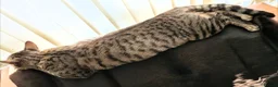 Bengal cats for sale: Friendly Adorable Bengal kittens  - Advert 18