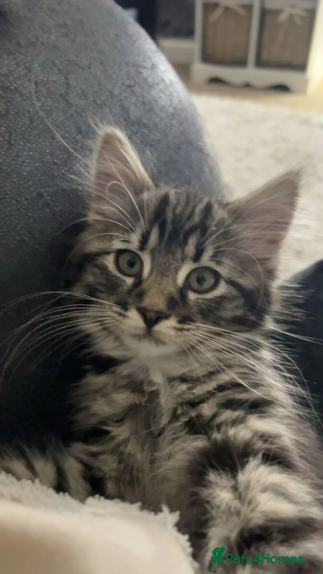 Mixed Breed cats for sale: Maine Coon cross female  - Advert 5