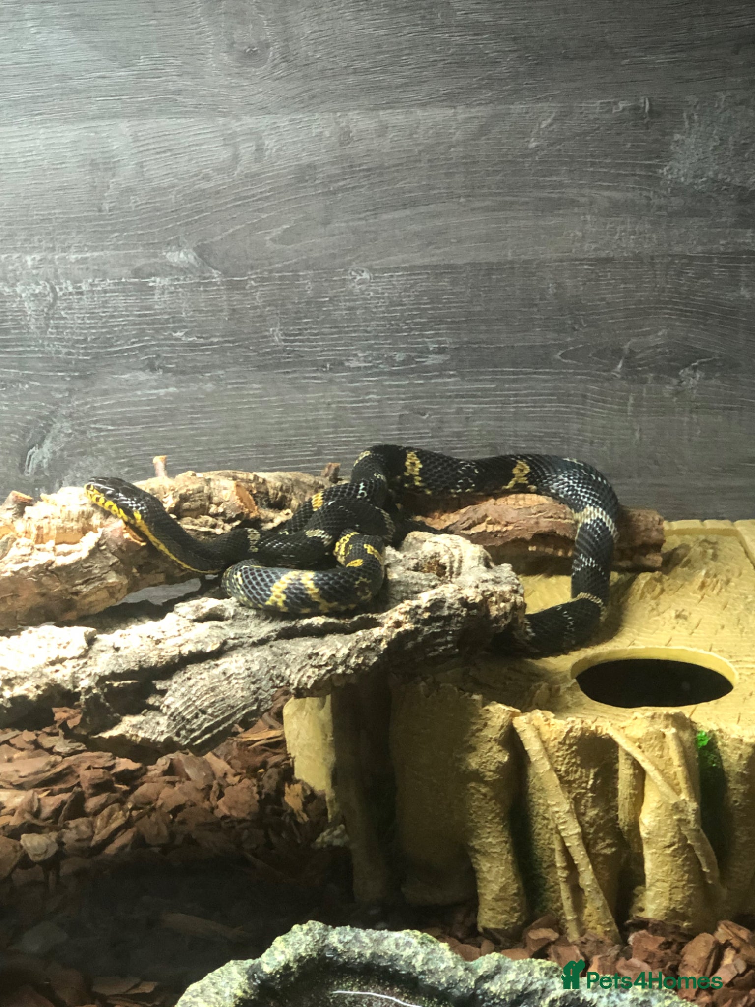 Rat Snake reptiles 2-3 year old Russian Ratsnake + entire setup - Advert 1