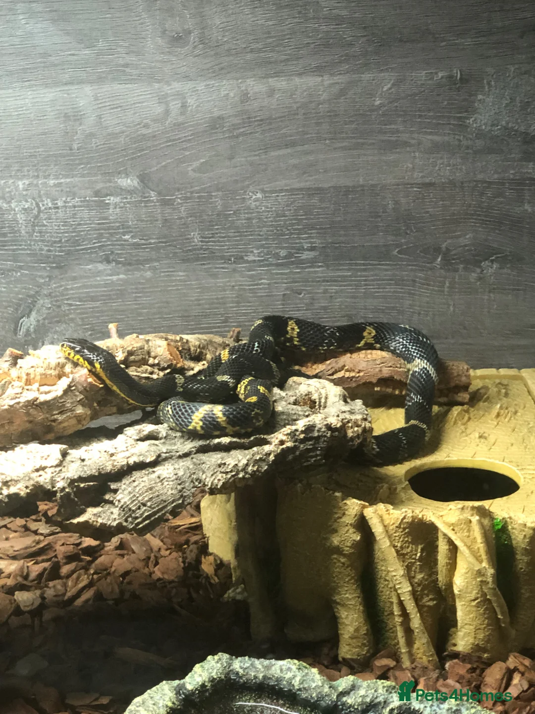 Rat Snake reptiles for sale: 2-3 year old Russian Ratsnake + entire setup in Warwick - Advert 1