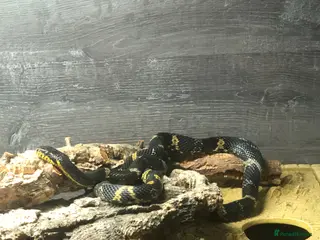 Rat Snake reptiles 2-3 year old Russian Ratsnake + entire setup - Advert 12