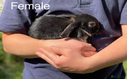 Mini Lop rabbits for sale: Baby mini lop, female, ready for new homes - Image 1