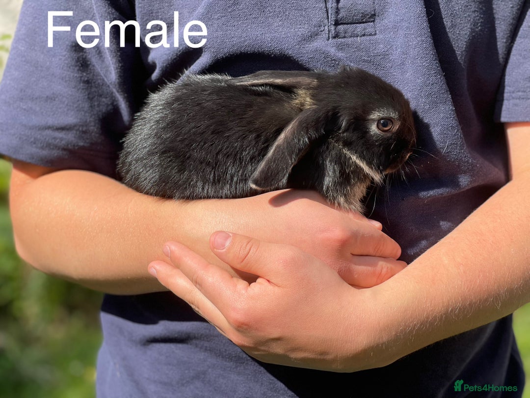 Mini Lop rabbits for sale: Baby mini lop, female, ready for new homes - Image 1