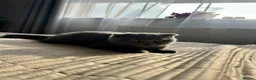 Scottish Fold cats for sale: Beautiful Scottish fold - Advert 7