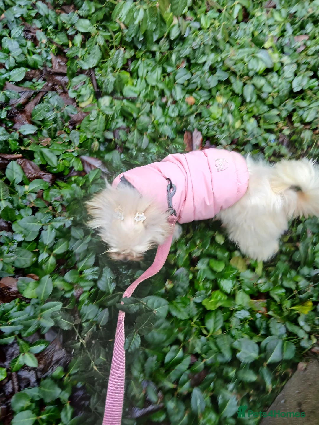 Mixed Breed dogs for sale: Adorable Maltese/Lhasa Apso puppies  - Advert 8