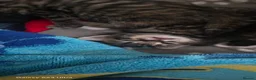 Mixed Breed cats for sale: Adorable kittens  in London - Advert 10