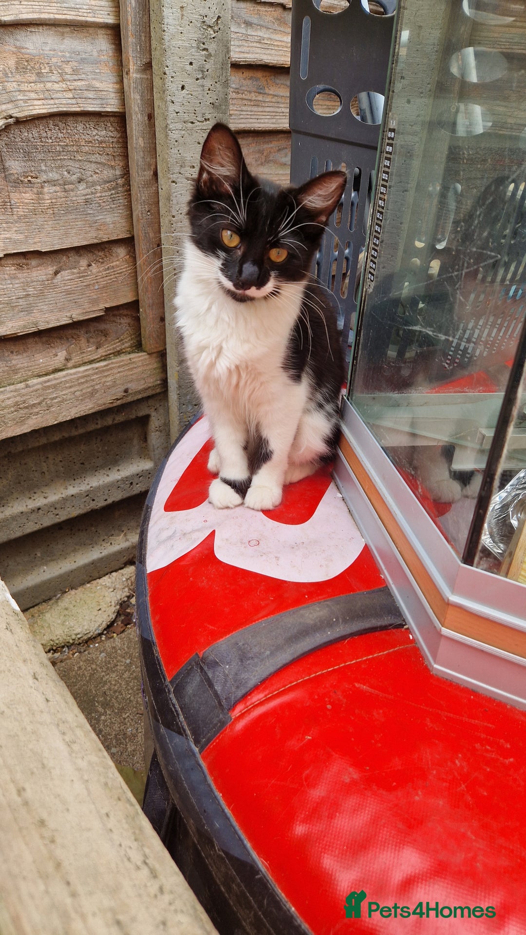 Mixed Breed cats for sale: 2 Beautiful female Kittens for sale. - Image 2