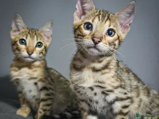 Bengal cats Ready NOW 2 girls and 2 ready from middle May - Advert 18