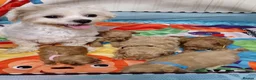 Maltipoo dogs for sale: F1  **  Maltipoo Puppies 🥰 in Dagenham - Advert 13