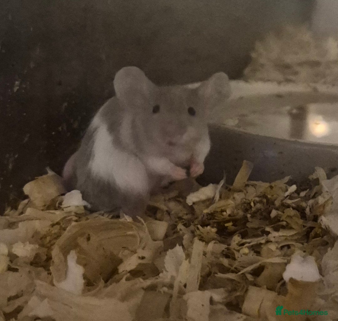 Mouse rodents for sale: 5 Cute Baby Fancy Mice - Advert 2