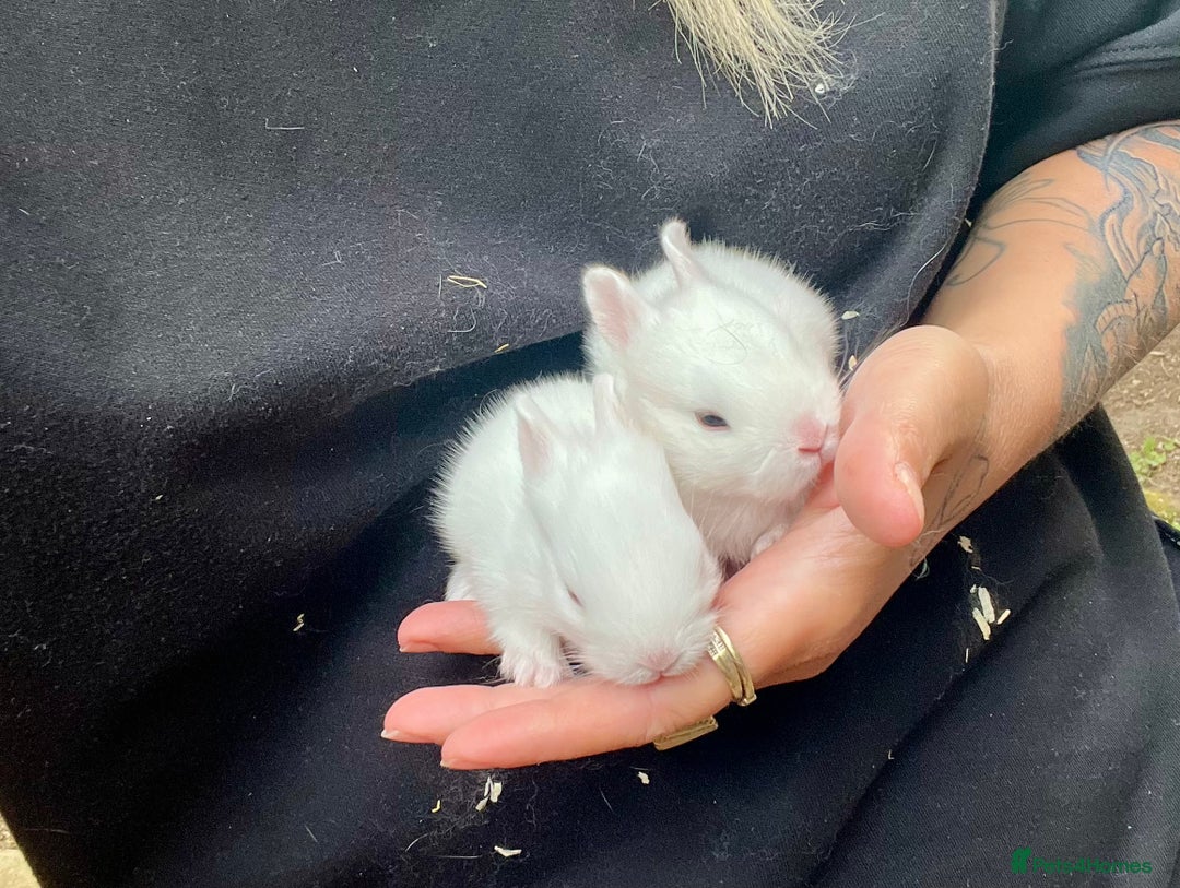 Mini Lion Lop rabbits for sale: Baby bunnies mini lion lops ready now  - Image 35