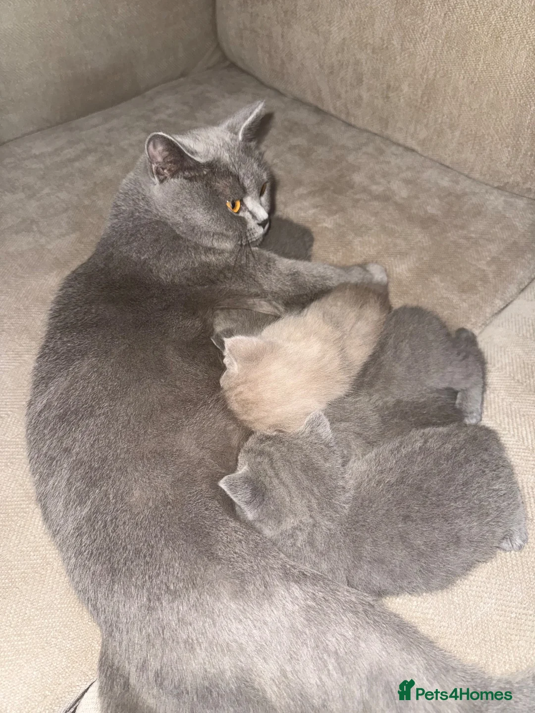 British Shorthair cats for sale: British shorthair kittens  - Advert 2