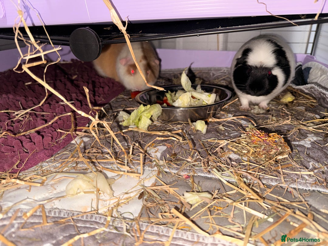 Guinea Pig rodents for sale: 4 sows with kavee cage - Advert 7