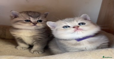 British Shorthair cats - Advert 9