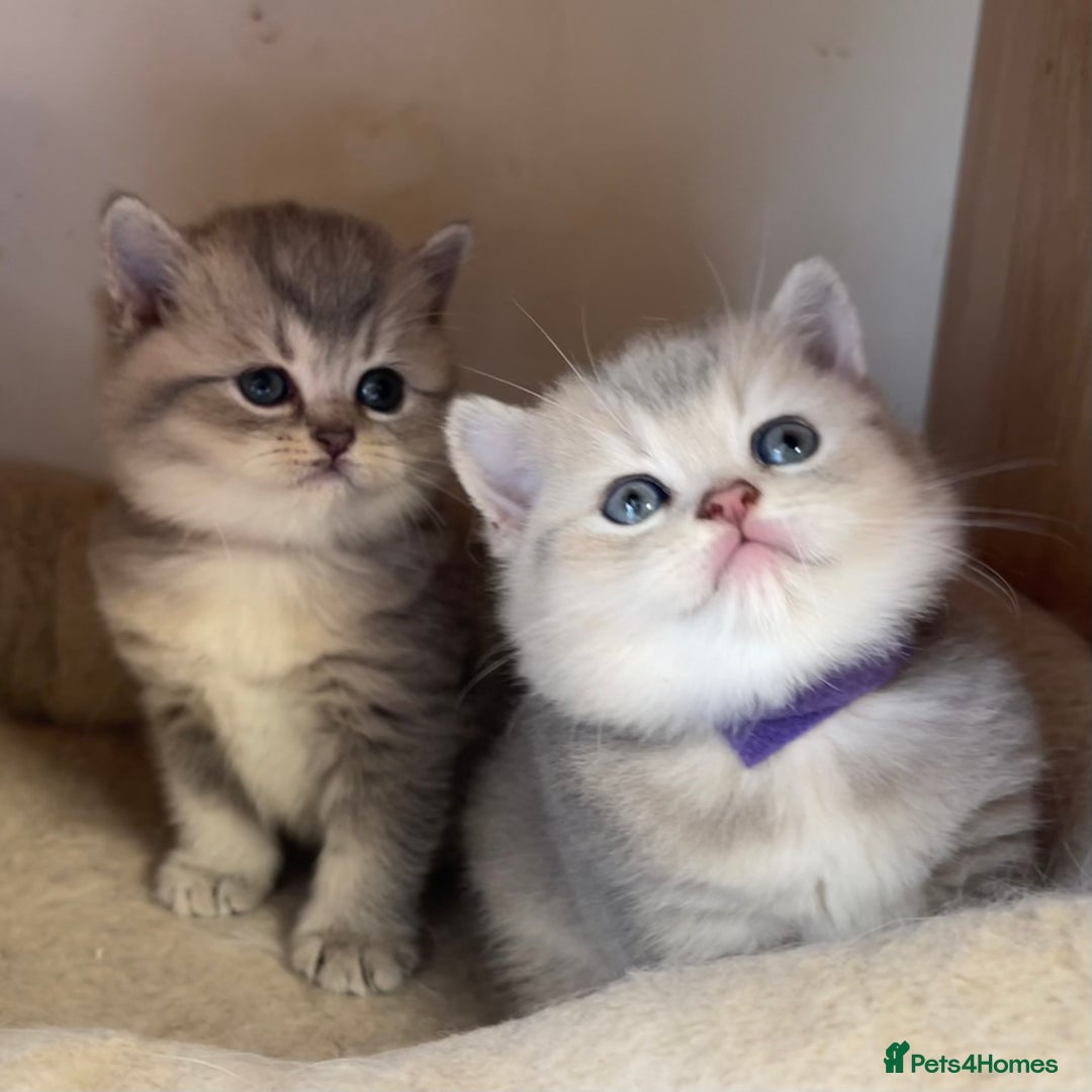 British Shorthair cats for sale: GCCF British Shorthair Kittens– Champion Lines - Image 33