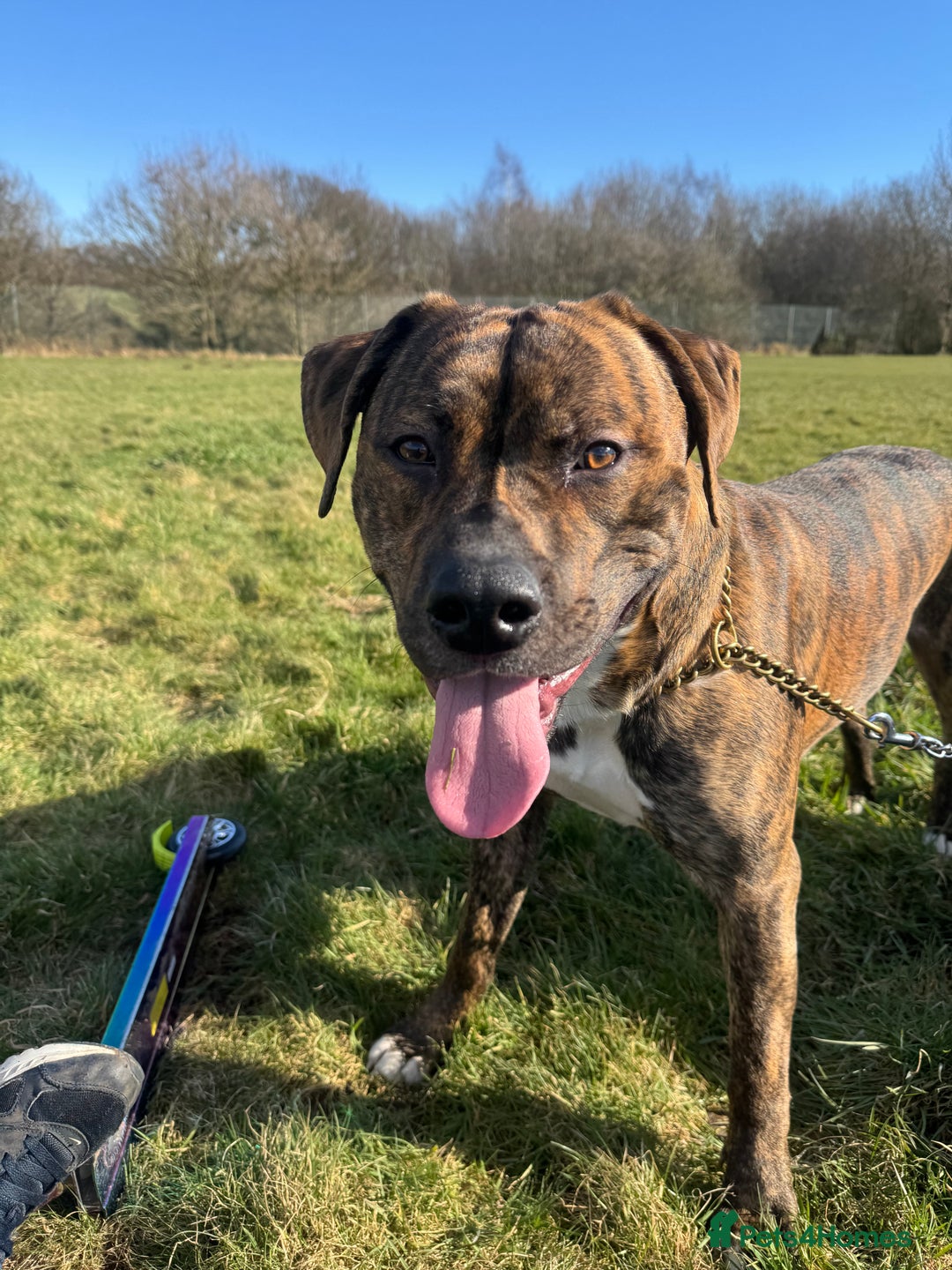 Mixed Breed dogs for sale: Mylo (Free to a good home) - Image 1
