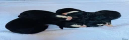 Bernese Mountain Dog dogs for sale: Bernese Mountain Dog - Advert 4