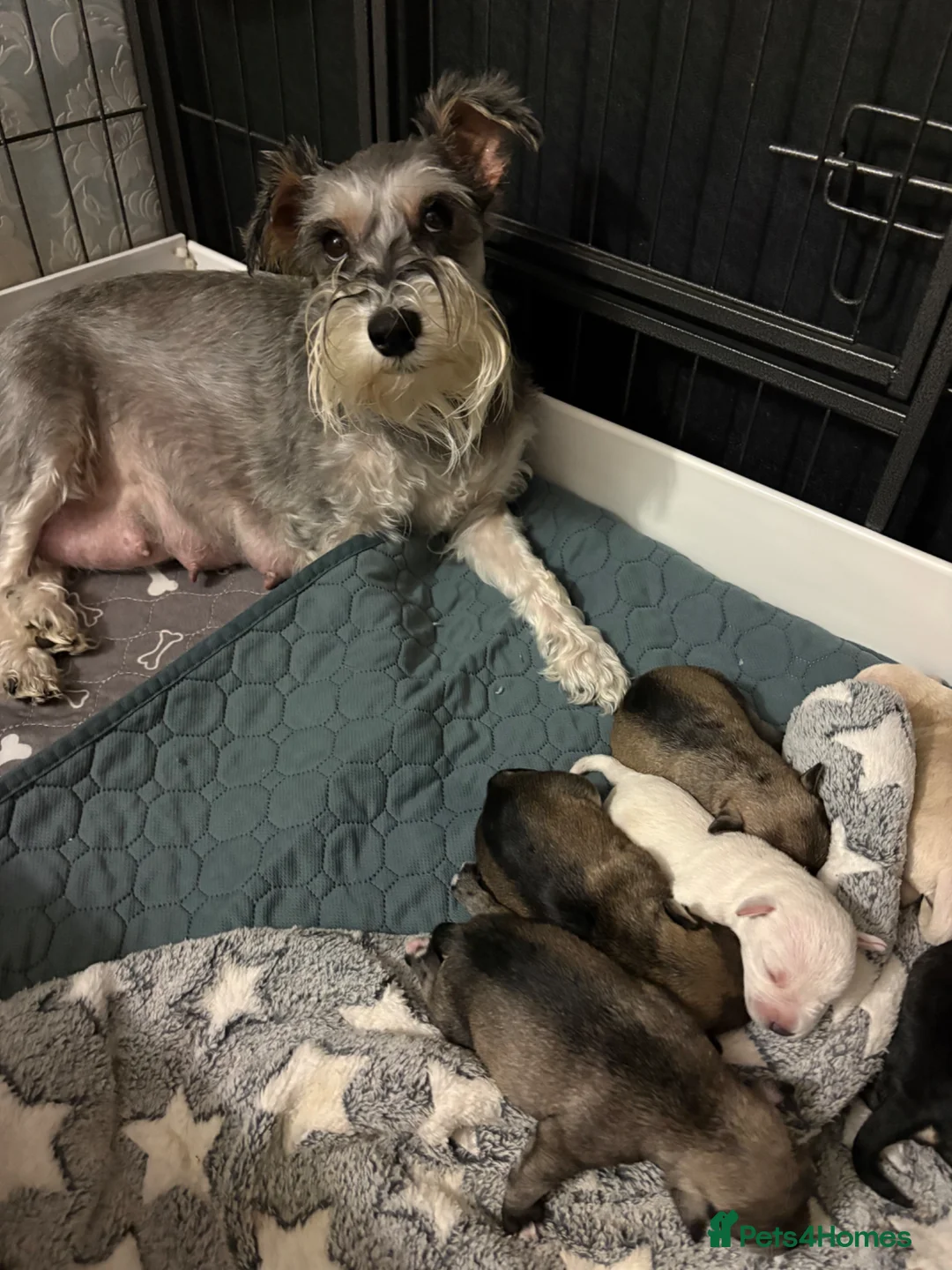 Miniature Schnauzer dogs for sale: 6 KC revised minischnauzer puppies  - Advert 17