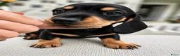 Miniature Dachshund dogs for sale: Black and cream KC registered boy  - Advert 4