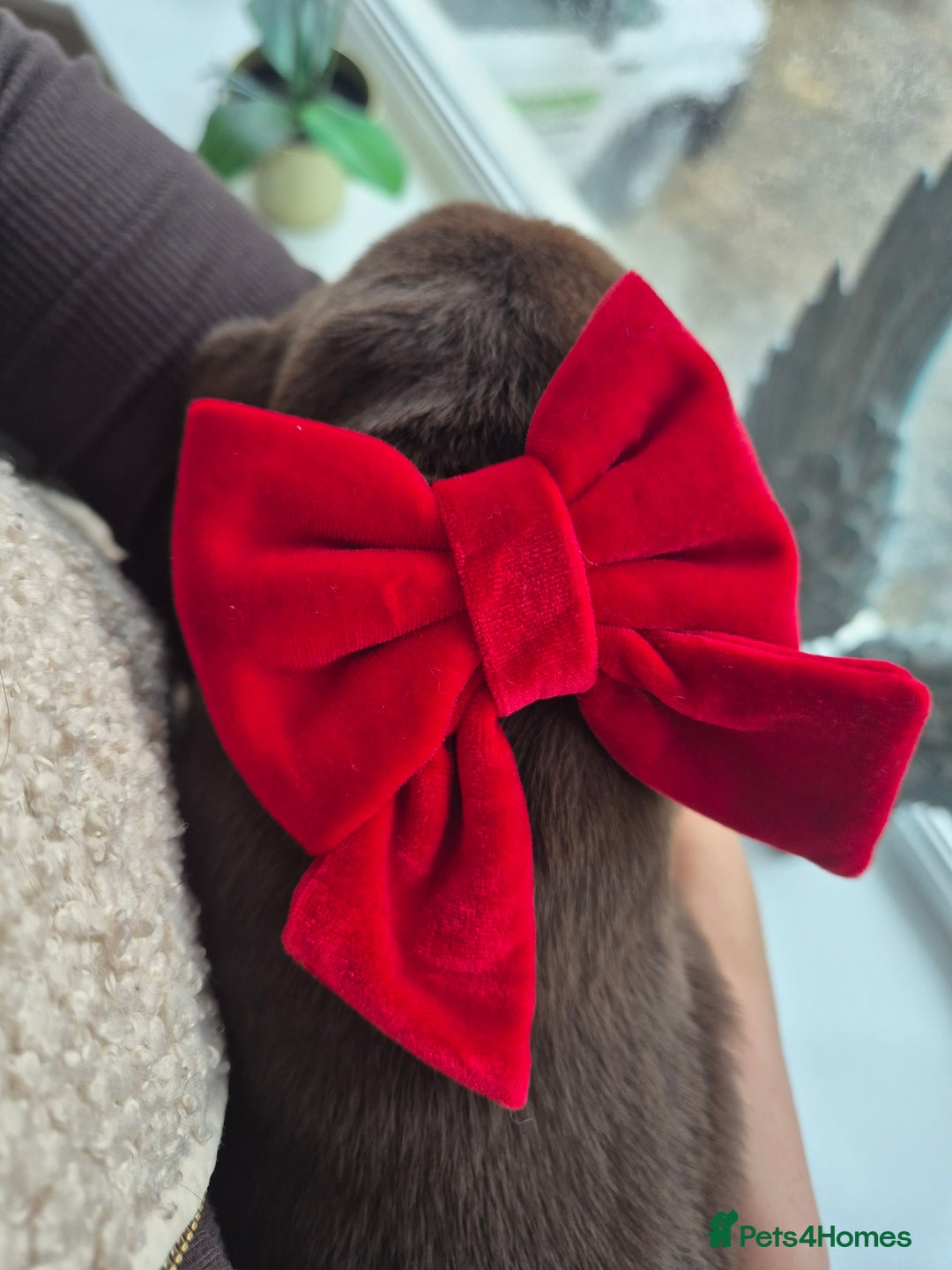 Labrador Retriever dogs for sale: Beautiful Puppies Looking for Loving Homes - Advert 13