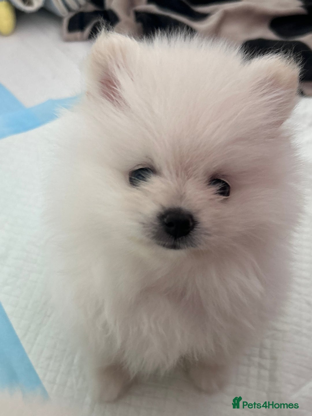 Pomeranian dogs for sale: Adorable White Teddy-Bear Pom Puppies! - Image 24