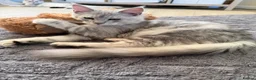 Maine Coon cats for sale: Majestic Maine coon Kittens - Advert 11