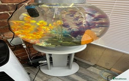 Other/Mixed Breed fish for sale: Bi orb tank stand  - Image 1