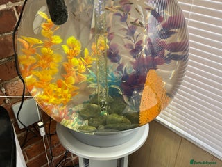 Other/Mixed Breed fish - Advert 12