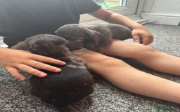 Dachshund dogs for sale: Miniature dachshunds ready now 💗 - Image 24