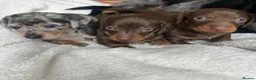 Miniature Dachshund dogs for sale: KC Registered miniature dachshund puppies  - Advert 19