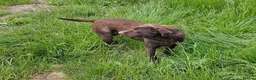 Labrador Retriever dogs for sale: BEAUTIFUL 6 YEAR OLD CHOCOLATE LABRADOR - Advert 3
