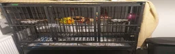 Conures birds for sale: Sun conure for sale with cage  - Advert 3