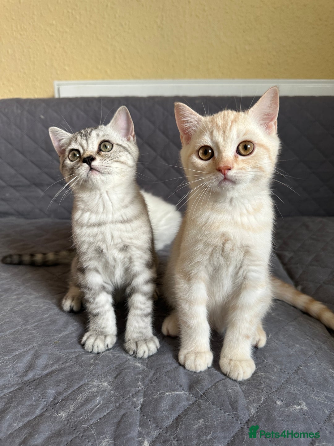 British Shorthair cats for sale: Stunning British Shorthair Kittens & adule cat - Image 24