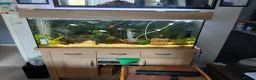 Tetras fish for sale: Full set up include different types of fish - Advert 2