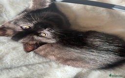 British Shorthair cats for sale: Fluffy Chocolate British Shorthair Kittens 🐾 - Image 15