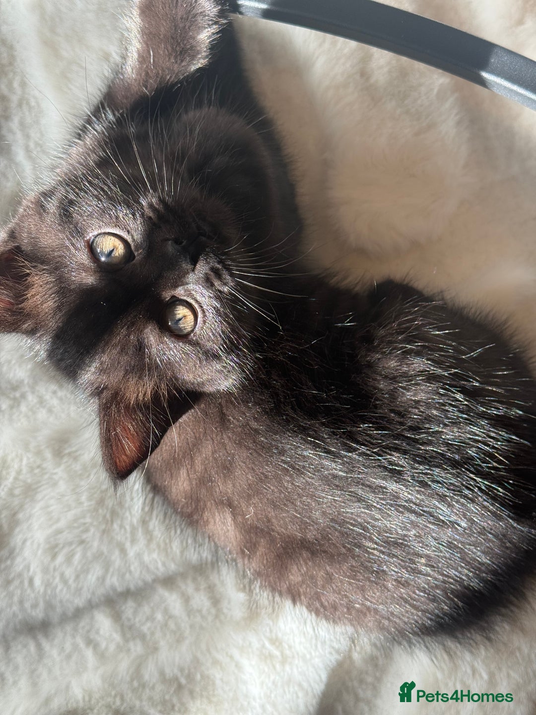 British Shorthair cats for sale: Fluffy Chocolate British Shorthair Kittens 🐾 - Image 15