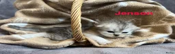 Persian cats for sale: Beautiful litter of Persian kittens, PKD Neg - Advert 15