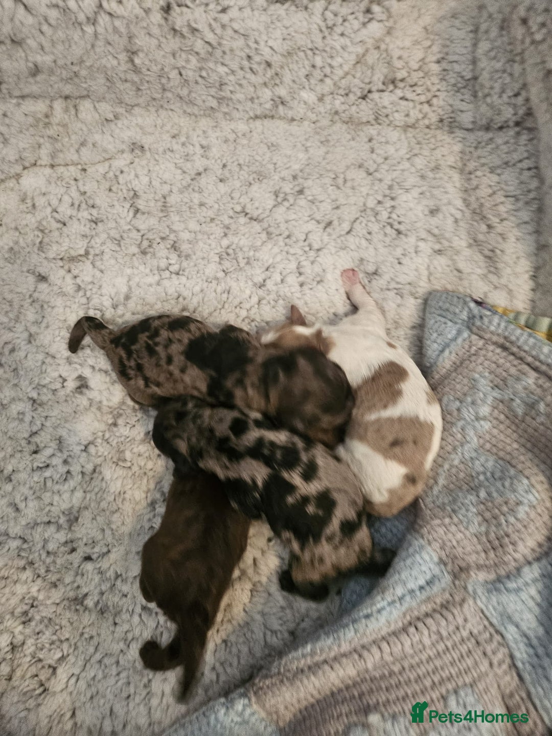 Cockapoo dogs for sale: Cockapoo puppies  - Advert 8