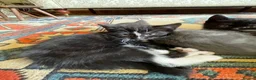 Russian Blue cats for sale: Beautiful Russian blue British shorthair cross  - Advert 6