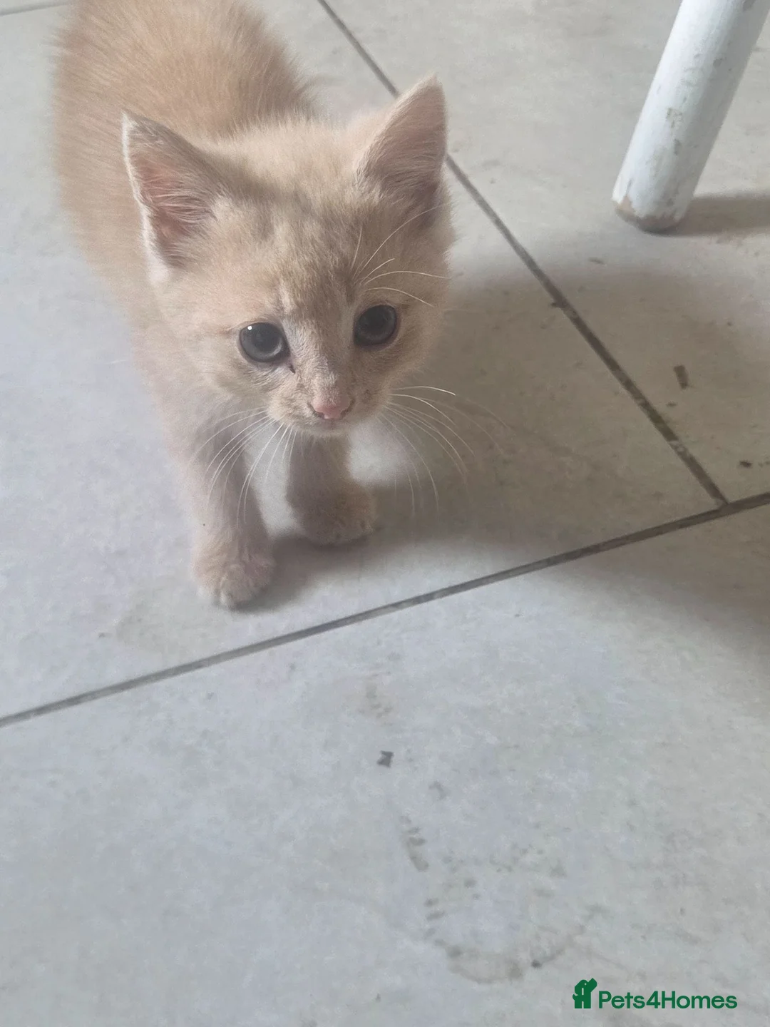 Maine Coon cats for sale: Maincoon x British short hair  - Advert 8