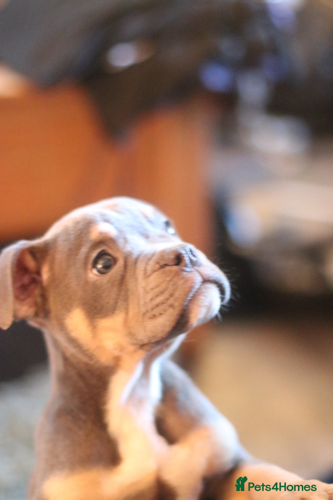 Dorset Olde Tyme Bulldogge dogs for sale: Victorian bulldogs - Advert 5