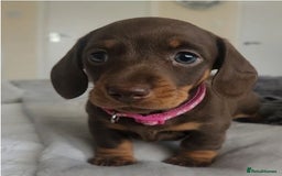 Dachshund dogs for sale: Stunning Standard Dachshund Pups - READY NOW !! - Image 4