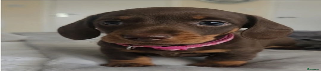 Dachshund Puppy 3