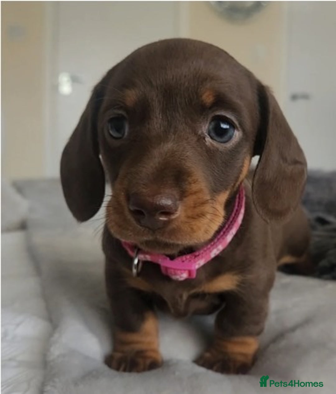Dachshund dogs for sale: Stunning Standard Dachshund Pups - READY NOW !! - Image 4