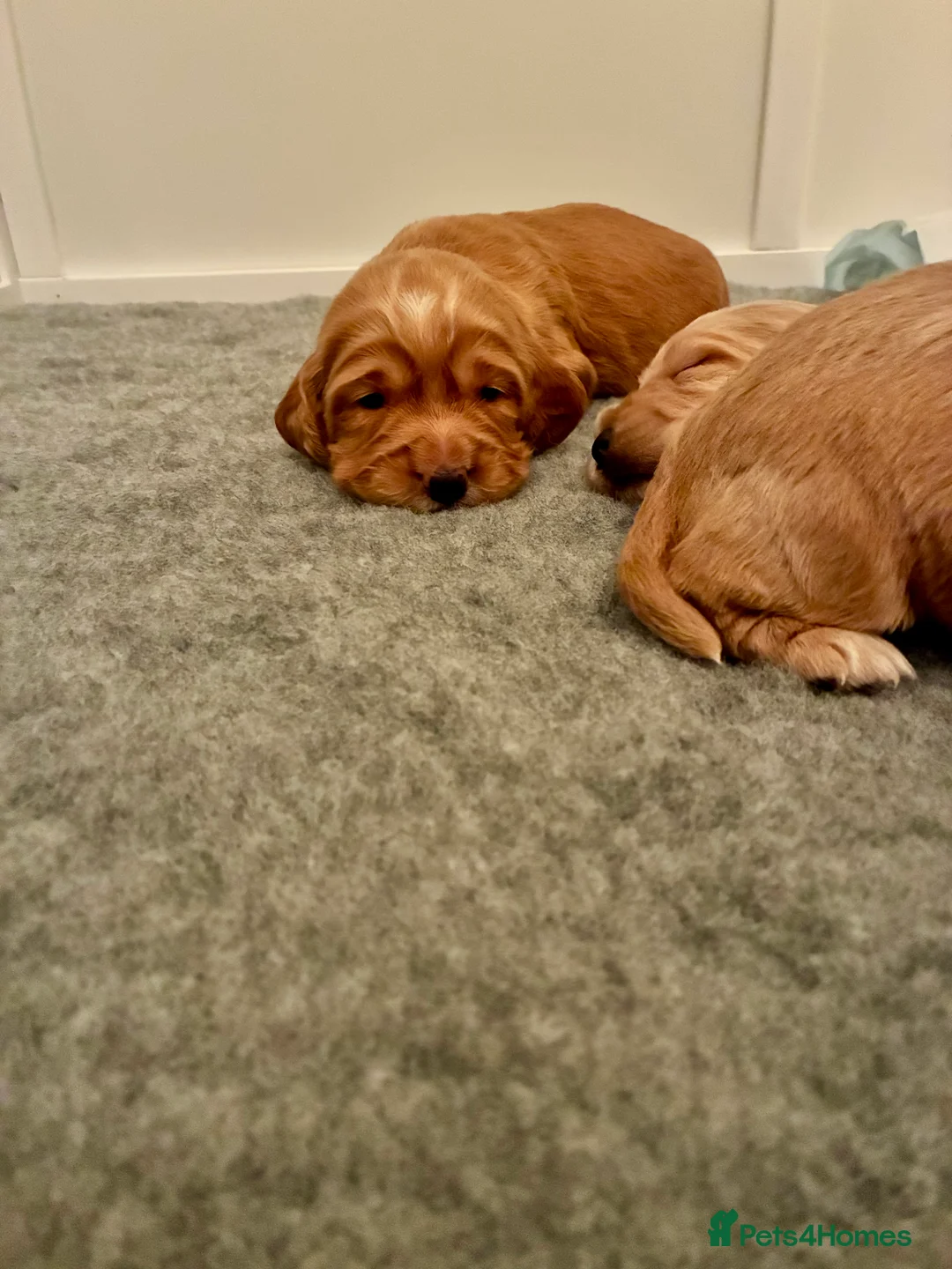 Cocker Spaniel dogs for sale: KC Registered and Vet checked Pups - Advert 9