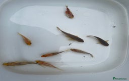 Shubunkins fish for sale: Shubunkin And English goldfish  - Image 1