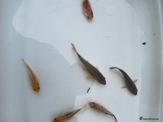 Shubunkins fish - Advert 2